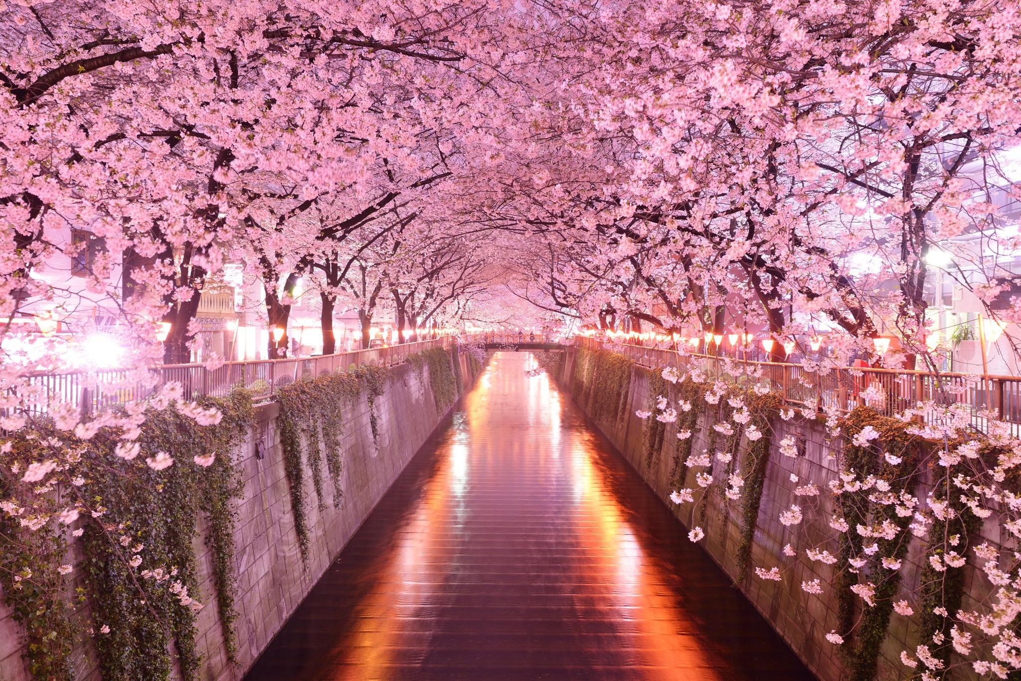 Japan - Adventure in Bloom (Spring 2027)