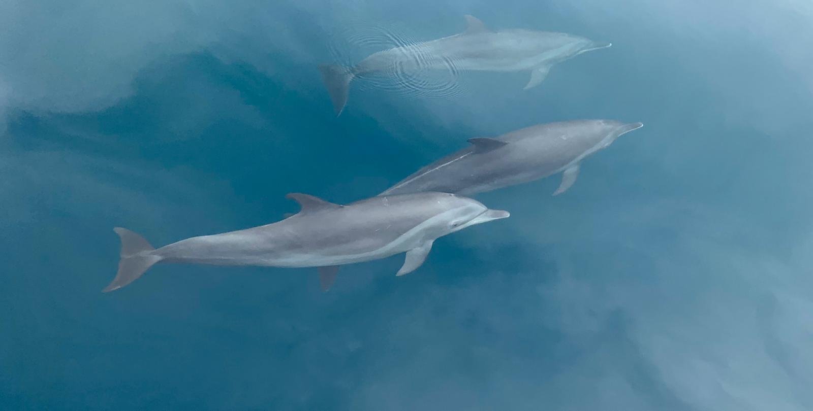 Three dolphins swim through clear turquoise water seen from above during a boat excursion off the Costa Rica coast.