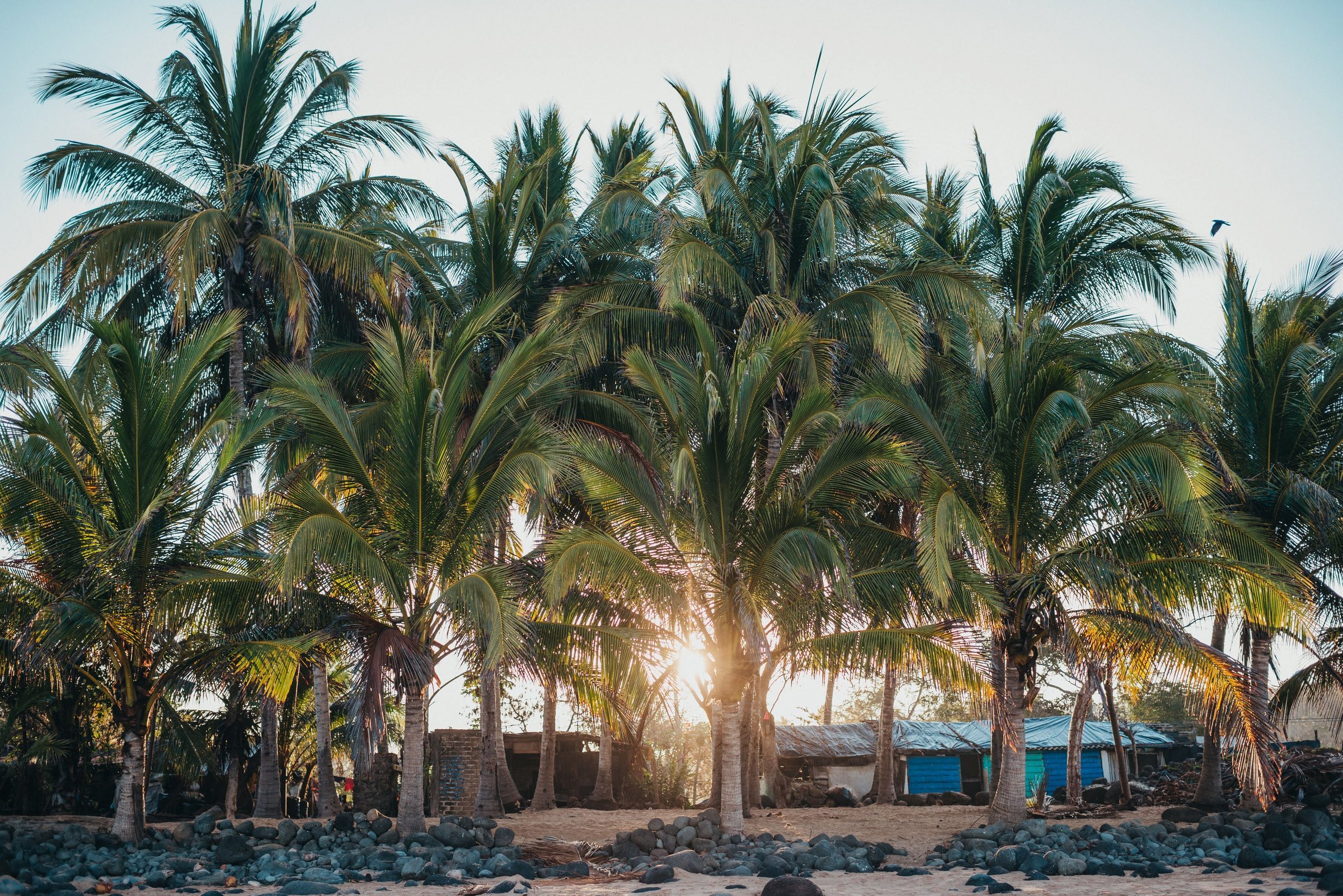 Warm sunset light filters through a grove of tall palm trees along a rocky shoreline with simple beach shelters in Chacala, Mexico.